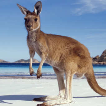 SEO in Australia