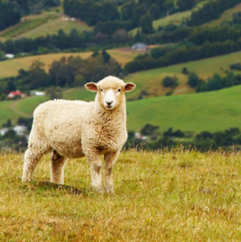 SEO in New Zealand
