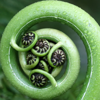 SEO in New Zealand